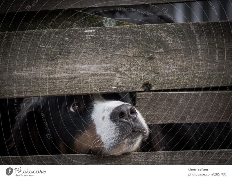 dog's life Animal Pet Dog 1 Sadness Curiosity Brown Appetite Longing Disappointment Fence Gap in the fence Captured animal suffering Subdued colour
