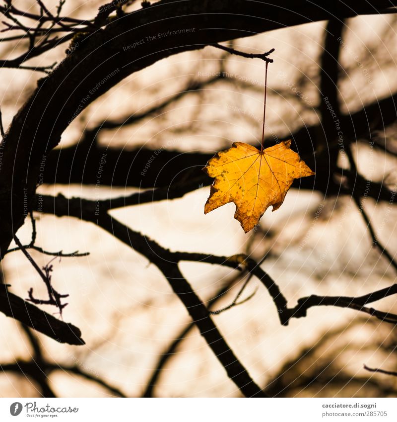 facing the death Nature Plant Autumn Tree Leaf Park Forest Hang Illuminate Sadness Threat Dark Gloomy Yellow Black Bravery Willpower Endurance Humble Death