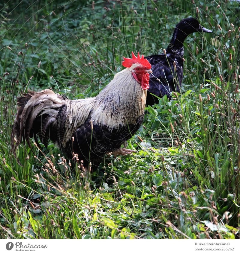 Cock with duck Plant Animal Summer Grass Meadow Field Pet Farm animal Wing Rooster Duck Poultry Cattle breeding Livestock breeding hühnerhof 2 Observe Stand