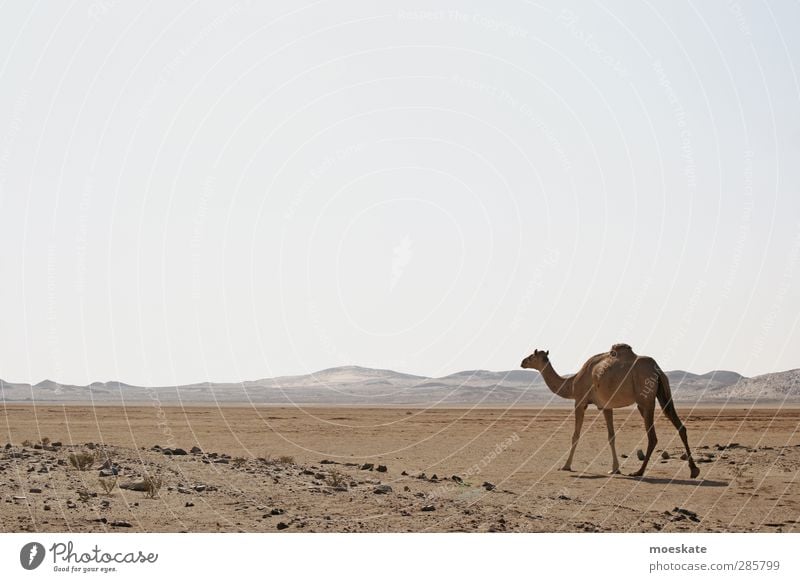 The Dromedary Camel Desert Oman Arabia Loneliness Far-off places Dust Sand Dry Dune Hot Near and Middle East The Orient