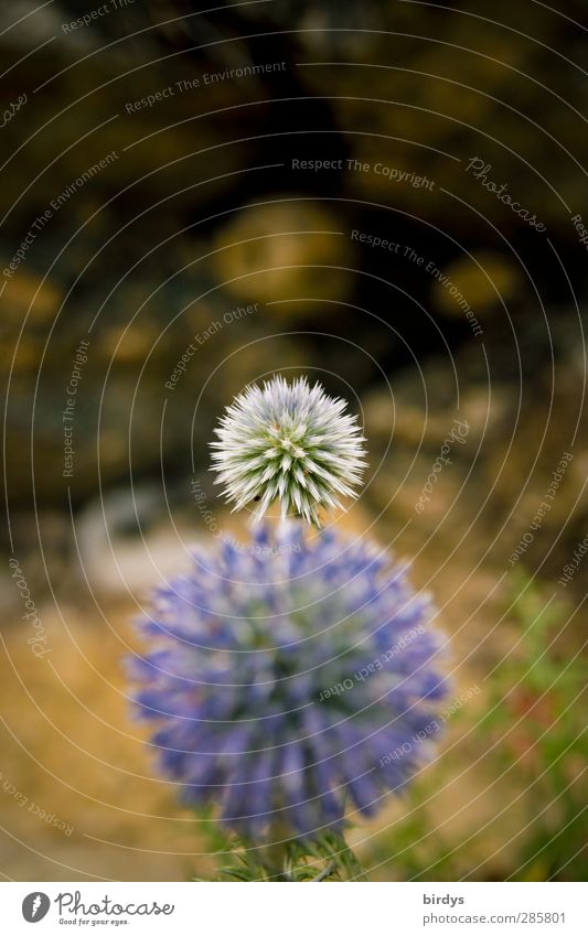 Blue ball thistle Nature Plant Summer Blossom Wild plant Thistle blossom Blossoming Esthetic Exotic Round Thorny Violet Growth Change 2 Colour photo
