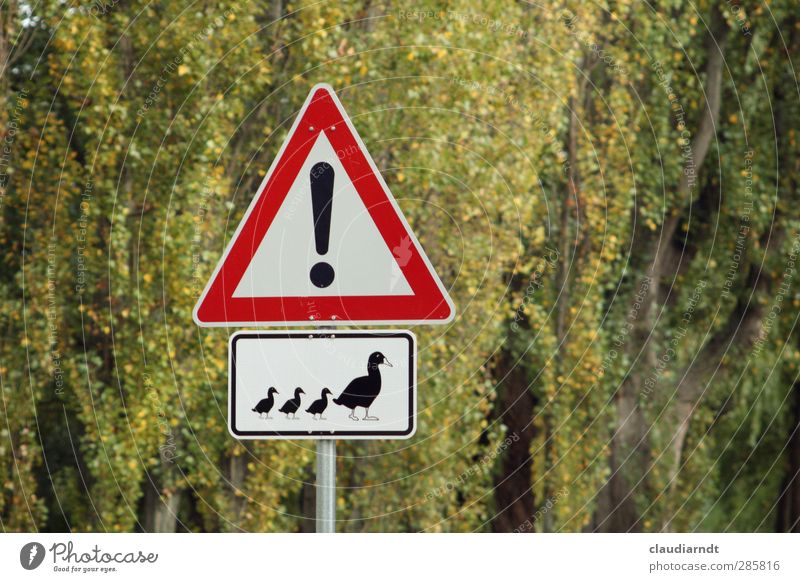 Duckburg Tree Road traffic Road sign Duck family 4 Animal Group of animals Baby animal Animal family Signs and labeling Signage Warning sign Funny Warning label