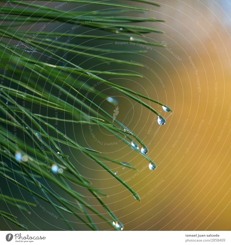 drops on the green leaves Plant Leaf Green Drop Rain Glittering Bright Garden Floral Nature Abstract Consistency Fresh Exterior shot background