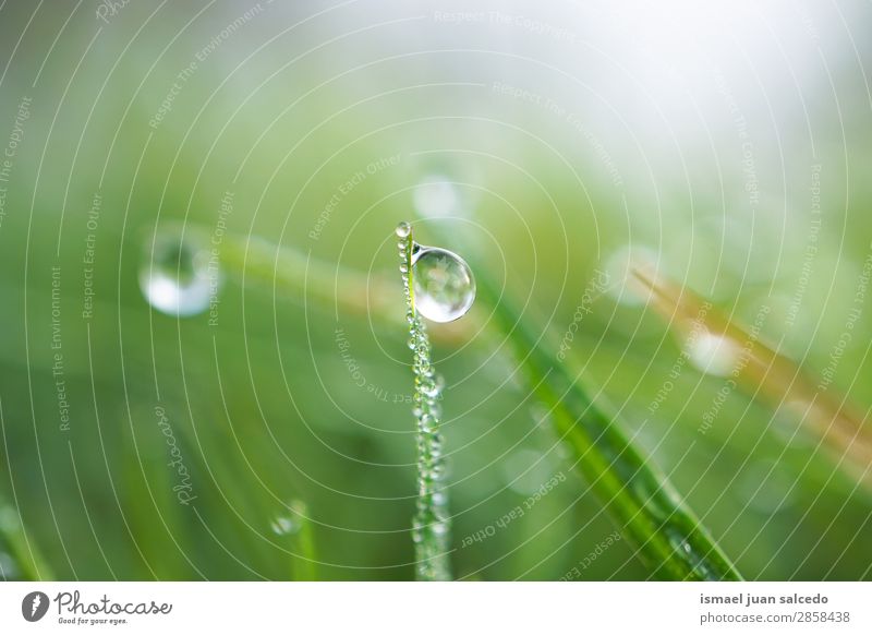 drops on the green leaves Grass Plant Leaf Green Drop Rain Glittering Bright Garden Floral Nature Abstract Consistency Fresh Exterior shot Neutral Background