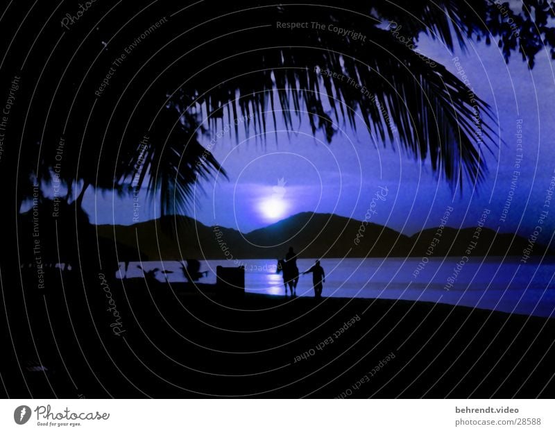 Moonlight on the beach of Penang (Malaysia) Ocean Palm tree Night Horse Beach Malaya Light (Natural Phenomenon) Blue Water Mountain Rider Island