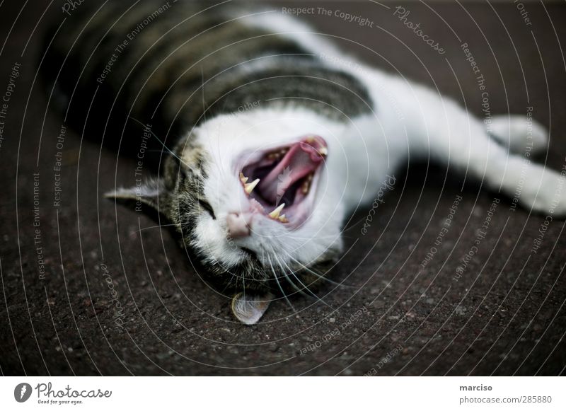 predatory cat Environment Nature Animal Pet Cat Pelt 1 Creepy Power Love of animals Fatigue Comfortable Anger Aggravation Grouchy Aggression Colour photo