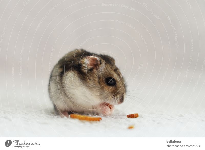Karli for mealworms, he did everything. Animal Pet Animal face Pelt Paw 1 Sit Soft Gray White Hamster Pygmy Hamster To feed Eating Colour photo Subdued colour