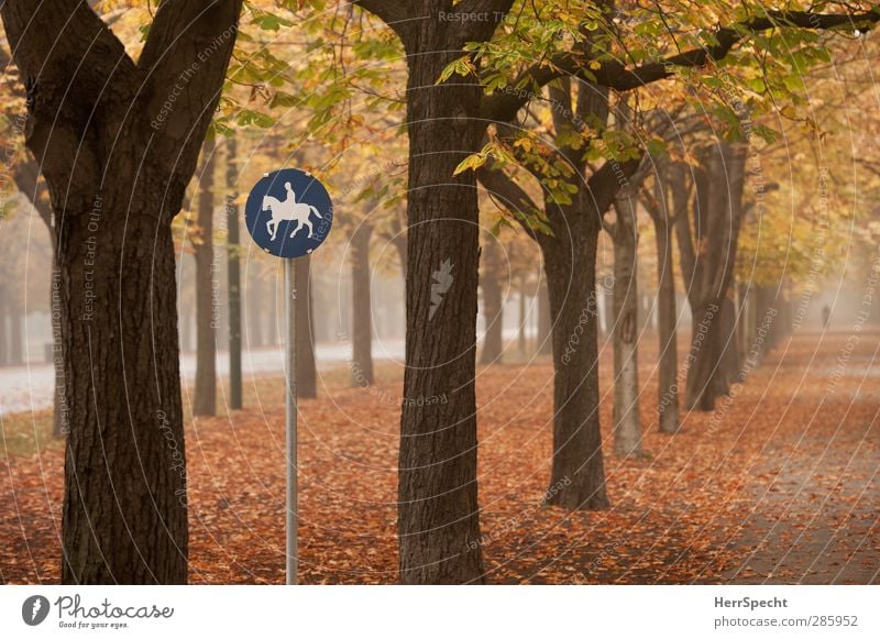 "A horse, a horse, my kingdom for a horse..." Human being Feminine Woman Adults 1 18 - 30 years Youth (Young adults) Autumn Fog Tree Leaf Park