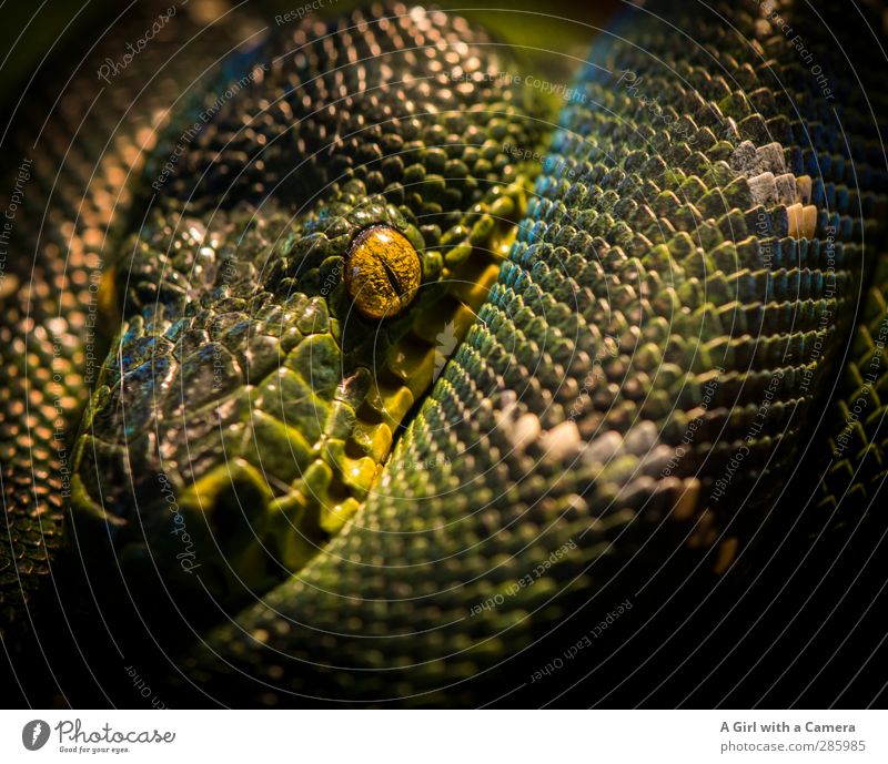 is what? Animal Wild animal Snake Zoo Aquarium 1 Exceptional Exotic Beautiful Green Unpredictable Relaxation Looking Furtive Colour photo Multicoloured