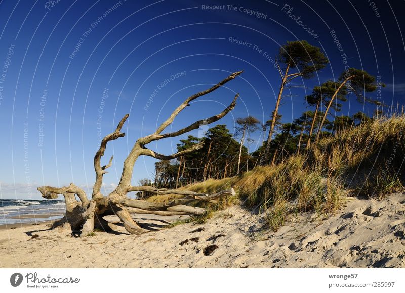 west coast Vacation & Travel Trip Freedom Beach dune Nature Landscape Sky Cloudless sky Horizon Summer Autumn Tree Coast Baltic Sea Fischland-Darss-Zingst