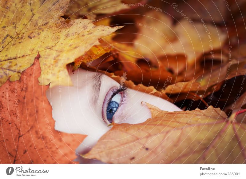 Look me in my eye HERBST Human being Feminine Girl Infancy Skin Face Eyes Environment Nature Plant Autumn Beautiful weather Leaf Bright Near Natural Blue Brown