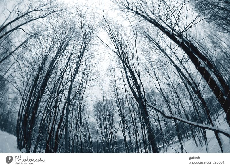 eerie forest Forest Tree Cold Moody Winter