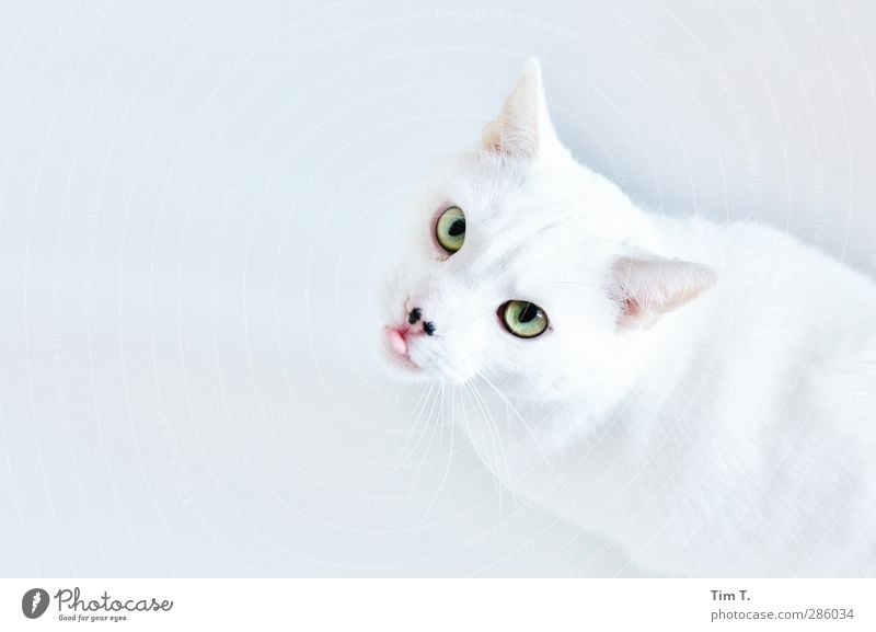 You kick here, you live here. Animal Pet Cat 1 Looking Elegant Life Thrifty Domestic cat White Mr. Müller White tomcat Colour photo Interior shot Close-up