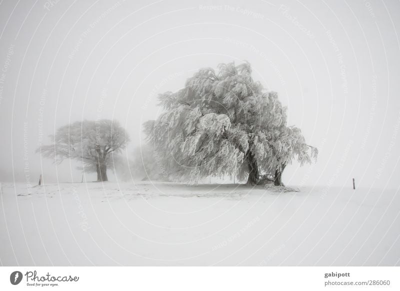 winter's tale Environment Landscape Elements Winter Weather Bad weather Fog Snow Snowfall Tree Field Exceptional Cold White Bizarre Horizon Idyll Nature