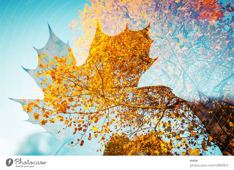 soulstorm Environment Nature Plant Autumn Weather Beautiful weather Tree Leaf Esthetic Exceptional Sustainability Blue Yellow Red Inspiration Creativity