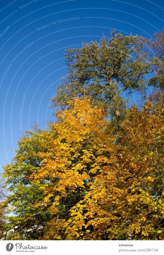 fall silent Environment Nature Landscape Plant Sky Sun Autumn Climate Weather Tree Park Forest Growth Natural Beautiful Blue Yellow Green Leaf Deciduous tree