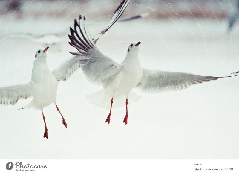 air show Winter Animal Elements Air Wild animal Bird Wing 2 Pair of animals Bright White Seagull Floating Gull birds Feather Red-billed Gull Animalistic