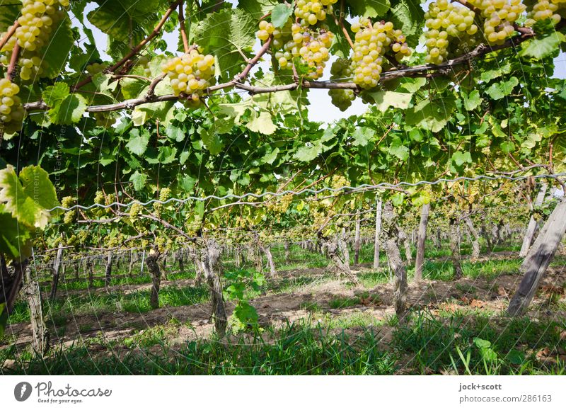 Terroir Bunch of grapes Summer Grass Leaf Vineyard Hang Green Orderliness Row Wine growing Grown Tendril Subdued colour Shadow Wide angle trunk Nature