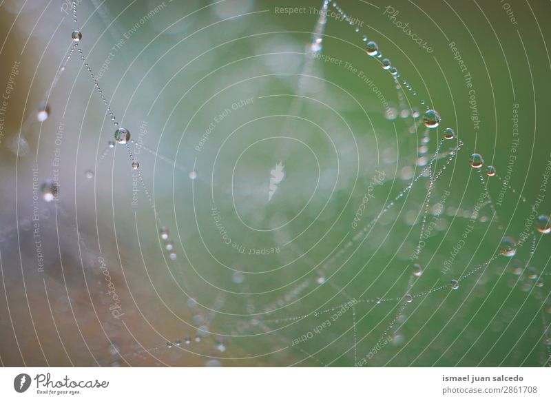drops on the spider web Spider's web Internet Net Nature Rain Drop Bright Glittering Exterior shot Abstract Consistency background Water Minimal Green Colour