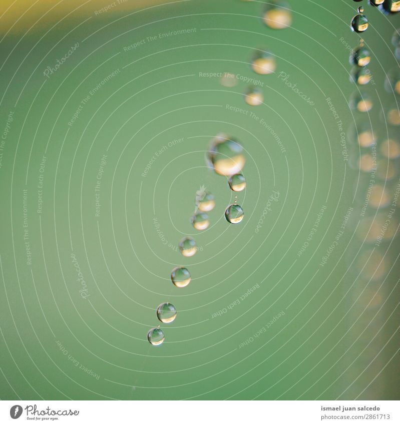 drops on the spider web Spider's web Internet Net Nature Rain Drop Bright Glittering Exterior shot Abstract Consistency background Water Minimal Green