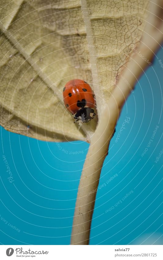 Every man is the architect of his own fortune Ladybird Seven-spot ladybird bring good luck Happy Crawl Leaf Life Rachis Symbols and metaphors Lanes & trails