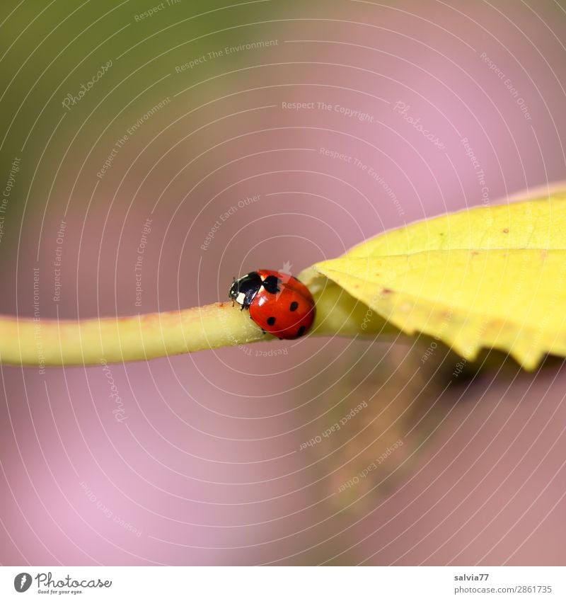 seven point Environment Nature Autumn Plant Leaf Autumnal colours Garden Animal Beetle Ladybird Seven-spot ladybird Insect 1 Crawl Small Cute Positive Warmth