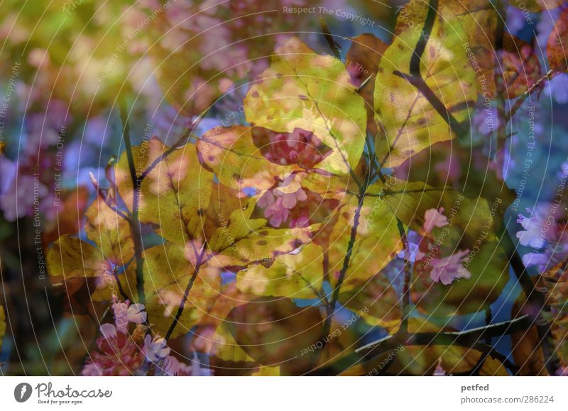 Autumn via spring Nature Spring Flower Leaf Blossom Fragrance Multicoloured Yellow Pink Branch Double exposure Twig Muddled Colour photo Exterior shot Deserted
