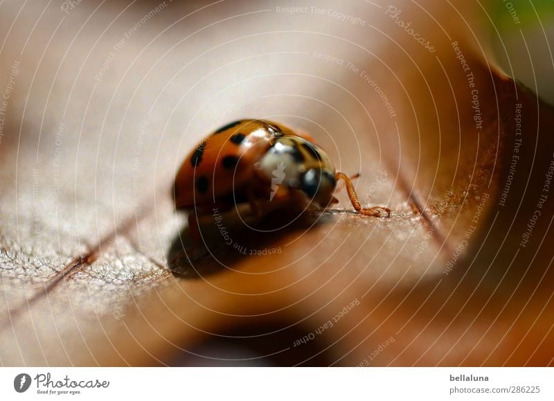 Motion blur? Nature Plant Animal Autumn Weather Beautiful weather Leaf Garden Park Meadow Wild animal Beetle 1 Crawl Sit Brown Green Black Indian Summer