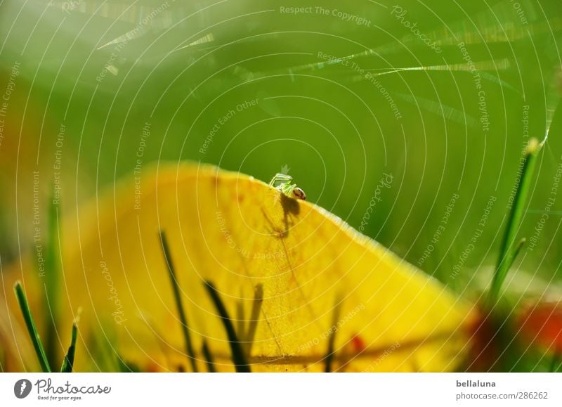 Indian summer Nature Plant Animal Autumn Weather Beautiful weather Grass Leaf Garden Park Meadow Wild animal Spider 1 Crawl Sit Yellow Green Red Indian Summer