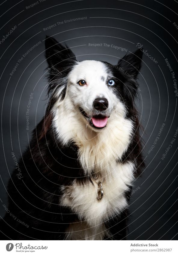 Funny dog with different eyes Dog heterochromia Pet Cute Eyes Exceptional border collie Delightful Animal Domestic Mammal Purebred furry Fluffy Amazing