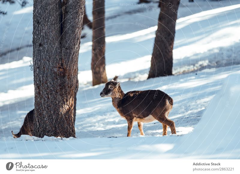 Wild sheep pasturing between trees and snow Sheep Tree Snow Winter Forest les angles Pyrenees France Herd Beautiful weather Trip Frost Green Wood Park Seasons