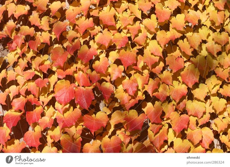 adhesion Sunlight Autumn Plant Ivy Leaf Tendril Yellow Gold Red Colour photo Multicoloured Exterior shot Abstract Structures and shapes Deserted