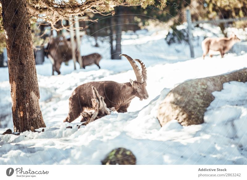 Wild goats pasturing near tree between snow Goats Tree Snow Winter Forest les angles Pyrenees France Beautiful weather Trip Frost Green ibex Horn Dangerous Wood