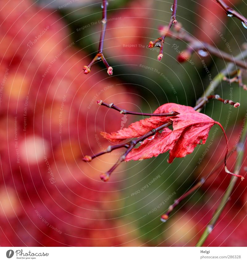 hold on... Environment Nature Plant Autumn Tree Leaf Maple tree Maple leaf Twig Garden Old To hold on Hang To dry up Esthetic Authentic Simple Natural Dry Brown