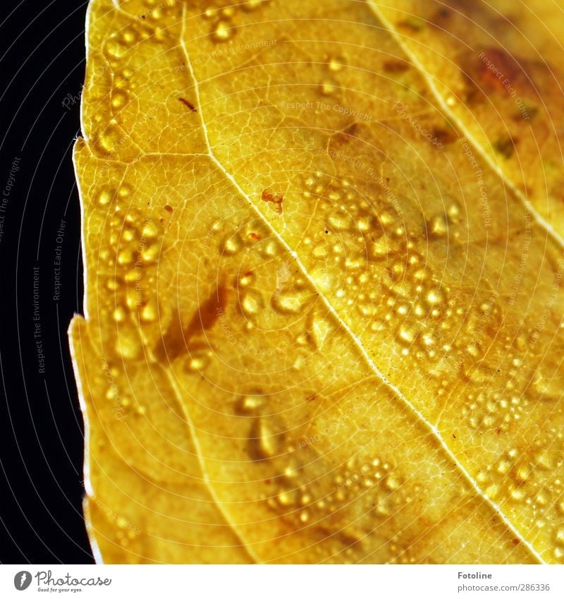 Autumn with jewellery Environment Nature Plant Elements Water Drops of water Leaf Bright Near Wet Natural Brown Yellow Rachis Autumn leaves Autumnal