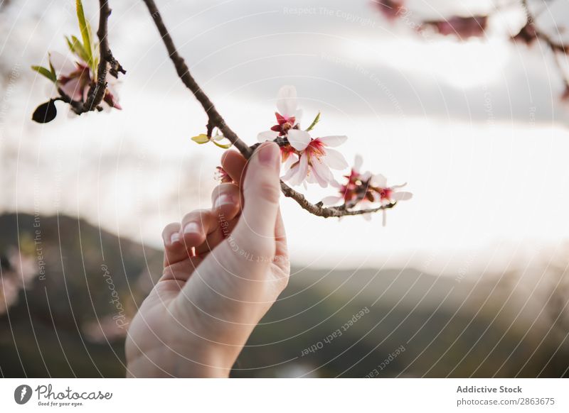 Woman holding tree twig in garden Tree Twig Garden Hand Blooming Wood Hill Branch Flower Lady Park Blossom Aromatic Fruit Nature Green Plant Gardening Botany