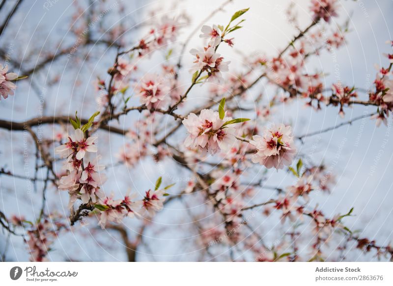 Tree branch with flowers in garden Branch Flower Garden Twig Wood Hill Pink Park Blossom Aromatic Fruit Nature Green Plant Gardening Botany Agriculture Leaf