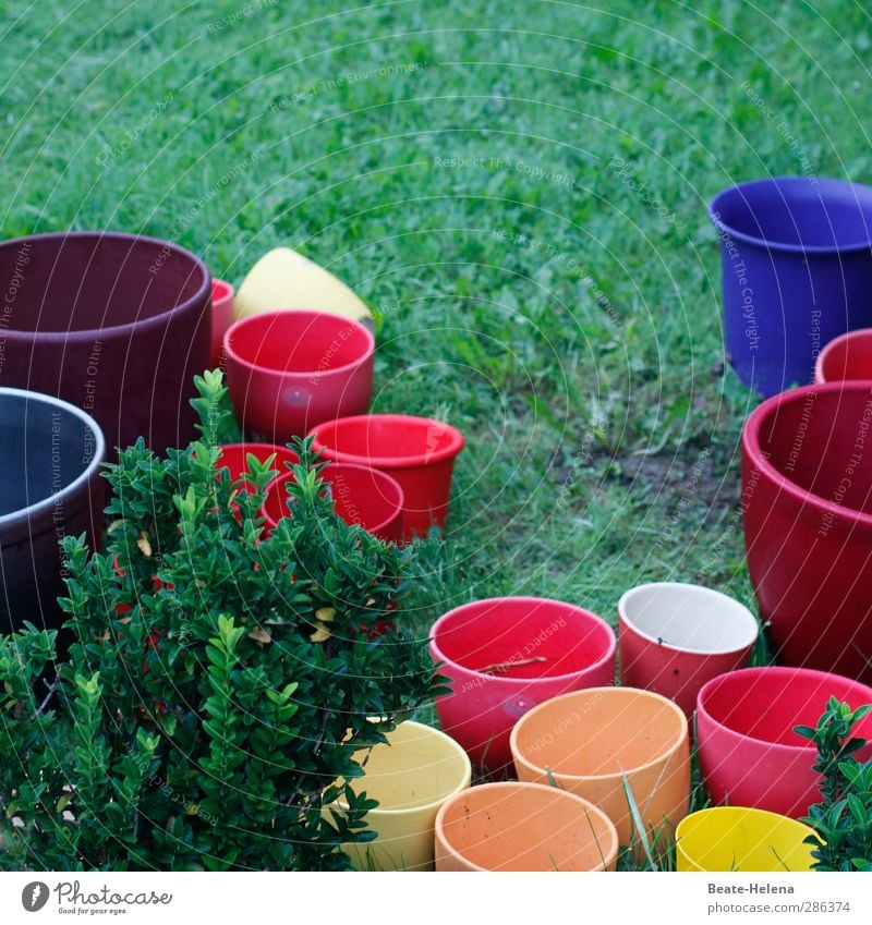 'Torment! | the agony of choice ... Garden Flowerpot Stone Utilize Blue Multicoloured Yellow Orange Red Beautiful repot replant Embellish colour variation