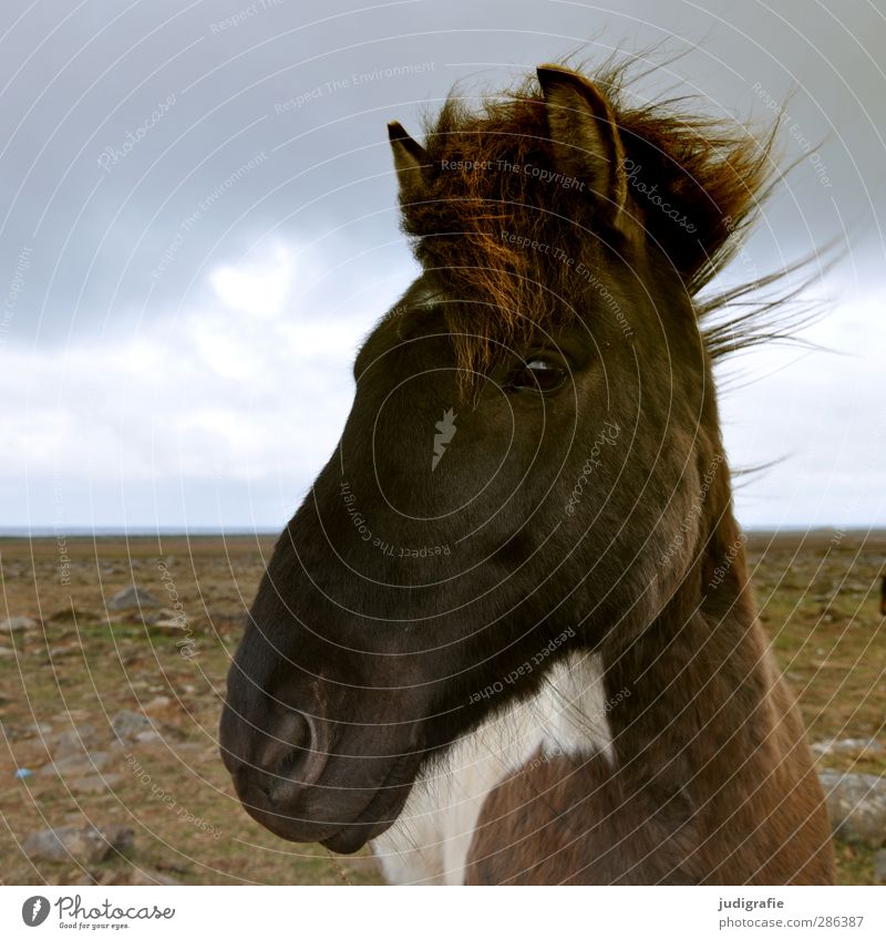 Iceland Environment Nature Landscape Sky Clouds Animal Wild animal Horse Iceland Pony 1 Friendliness Near Curiosity Brown Colour photo Subdued colour