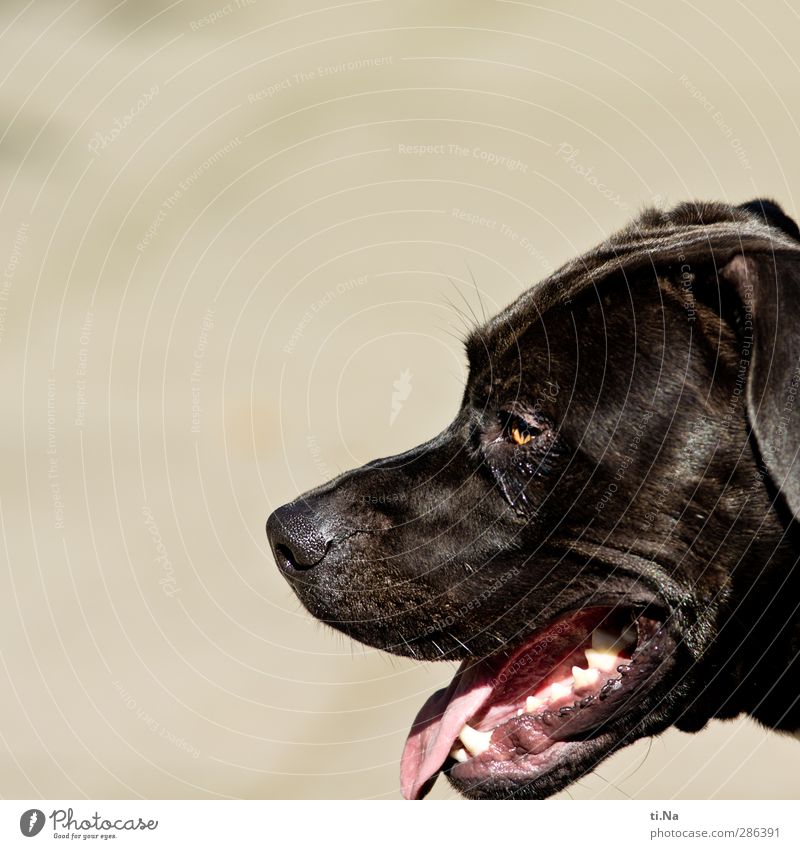 I saved your pain. Pet Dog 1 Animal Breathe Observe Wait Friendliness Muscular Brown Gray Black White Love of animals Colour photo Exterior shot Close-up