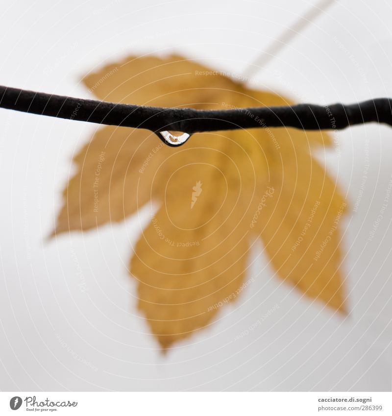 the leaf in the drop Plant Drops of water Autumn Bad weather Fog Leaf Simple Small Wet Yellow Gray Sympathy To console Patient Calm Modest Thrifty Wanderlust