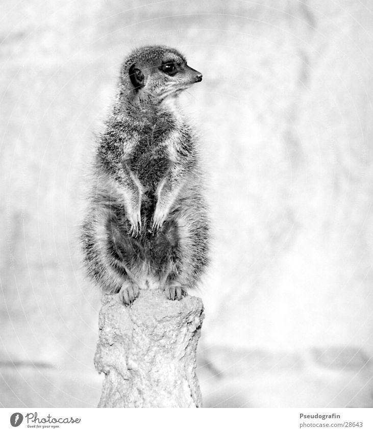 Erdmann looks left. Zoo Wild animal Paw 1 Animal Observe Looking Sit Fat Cuddly Cute Meerkat Black & white photo Exterior shot Deserted Copy Space right