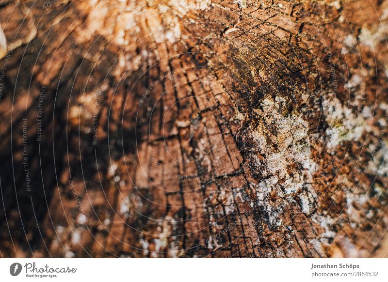 wood texture Garden Spring Tree Wood Brown Background picture Tree trunk Tree bark Structures and shapes Exterior shot Close-up Detail Macro (Extreme close-up)