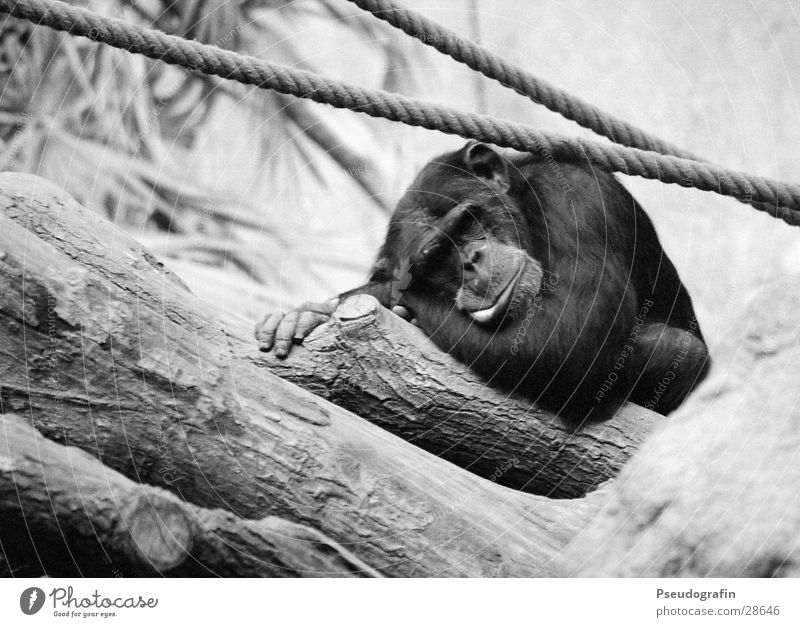 Chimpanzee (sleeps) Rope Zoo Wild animal Pelt 1 Animal Lie Sleep Funny Monkeys Black & white photo Exterior shot Deserted Day Animal portrait