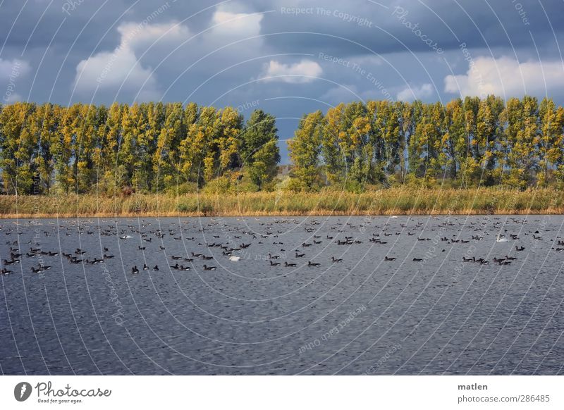 gooselike Landscape Plant Animal Sky Clouds Storm clouds Autumn Climate Bad weather Tree Grass Lakeside Pond Wild animal wildly Flock Swimming & Bathing Blue