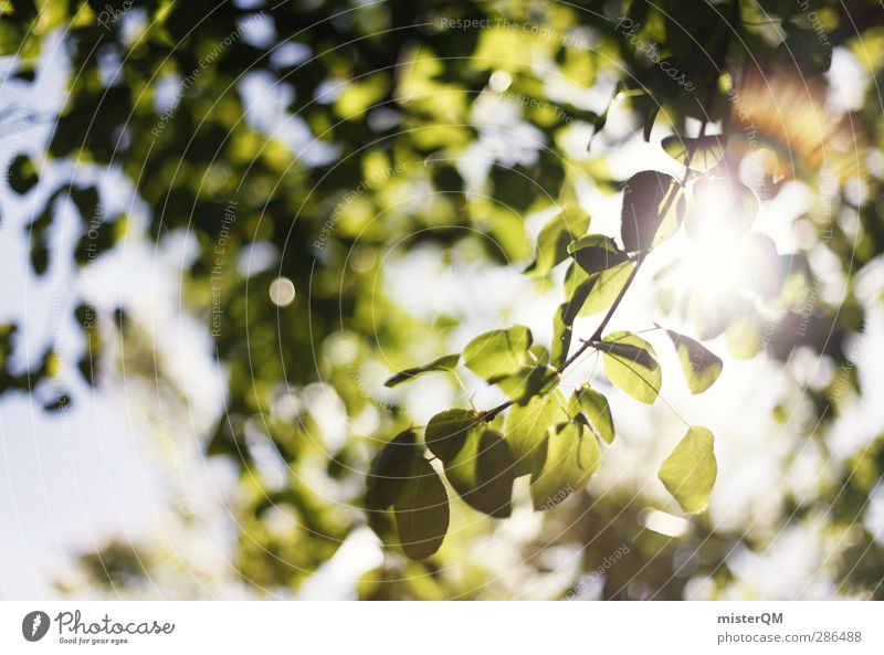 Green Bokeh. Environment Nature Landscape Esthetic Foliage plant Photosynthesis Light Visual spectacle Flare Beam of light Shaft of light Leaf Leaf canopy