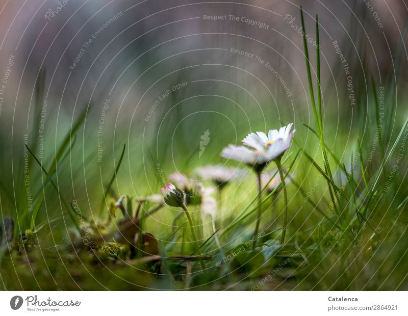 Daisies in high grass, against dark background Nature Plant Spring Flower Grass Moss Leaf Blossom Foliage plant Wild plant Daisy Garden Meadow Blossoming