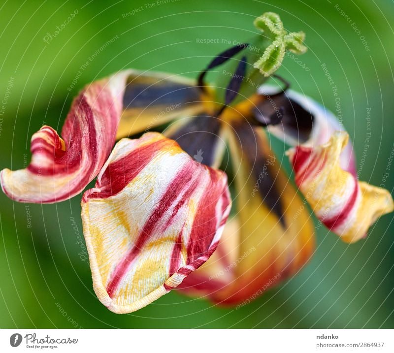 withered multi-colored tulip Summer Garden Nature Plant Flower Tulip Leaf Blossom Blossoming Fresh Bright Natural Above Yellow Green Red Colour background