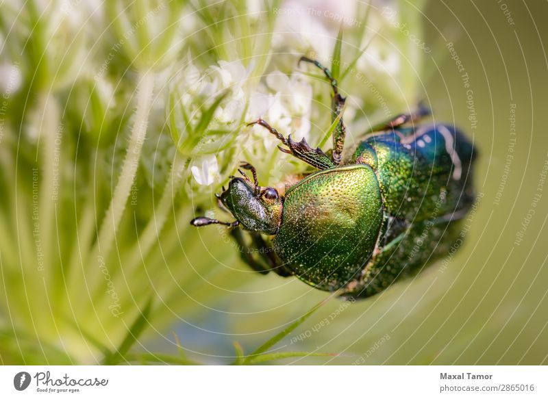 Cetonia Aurata on a Daucus Carota Flower Beautiful Nature Animal Beetle Metal Glittering Wild Green White Rose beetle Kiev Ukraine aurata Bronze Bug carota