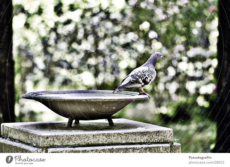 Dove, get ready for takeoff. Bowl Tree Leaf Bird Pigeon Stone Looking Sit Stand Colour photo Subdued colour Exterior shot Deserted Day Shallow depth of field